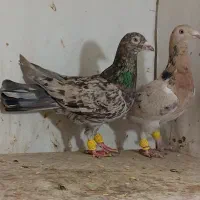 زردهفرنگ خرمایی هفرنگ|پرنده|قزوین, |دیوار