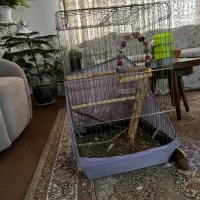 عروس هلندی لوتینو زعفرانی|پرنده|سنندج, |دیوار