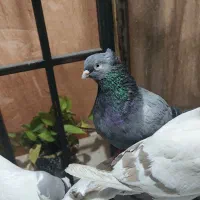 کفتر ماده پشت سبز سوسنی کاکلی پاصاف سبز کاکلی پاصا|پرنده|شیراز, نیستان|دیوار