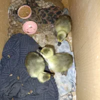 جوجه قوغاز . جوجه مرغ گلین چناران