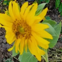 نیازمند نیروی کار برای منزل شخصی