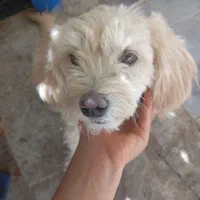 واگذاری شیتزو