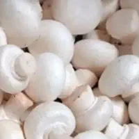 فروش قارچ خوراکی تازه