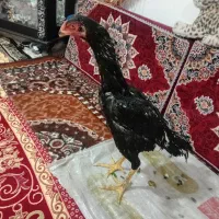 لاری اوشامو|حیوانات مزرعه|باسمنج, |دیوار