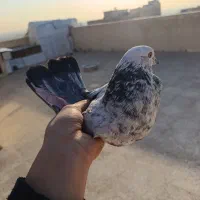 کفتر پرشی خال خوب|پرنده|نسیم‌شهر, |دیوار