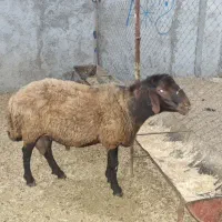 قوچ افشاری