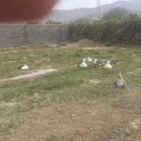سه عدد قوغاز دوعددغازچهار اردک