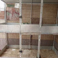 فروش قفسه کبوتر