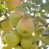 فروش سیب درختی سفید و قرمز