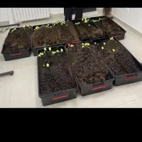 خرید میلیونی