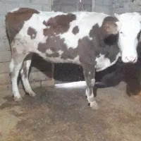 گوساله ،گاو ،تلیسه سیمینتال