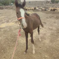کُره اسب