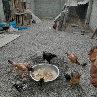 مرغ لاری ۳ عدد و یک خروس لاری