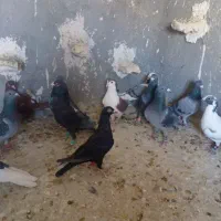 دسته ۳۰تای پلاکی|پرنده|شیراز, کفترک|دیوار