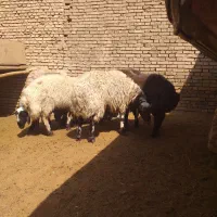 فروش بره نر|حیوانات مزرعه|اصفهان, سودان|دیوار