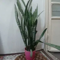 گل سانسوریا