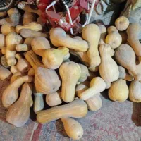 کدودرجه یک فروش فوری