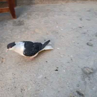 کبوتر|پرنده|شاهرود, |دیوار