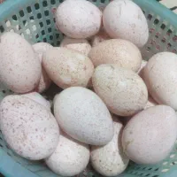 سلام تخم بوقلمون