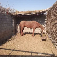 اسب ارام نرکی چهارساله