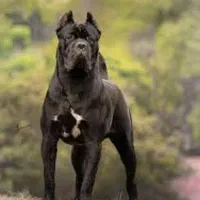 دابرمن رنگ بولو توله کن کورسو بولو و روت آمریکن|سگ|تهران, آبشار تهران (دریاچه)|دیوار