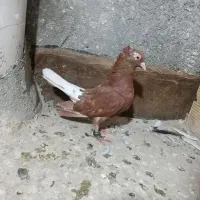 رنگه کلکسیونی پرشی|پرنده|چناران, |دیوار