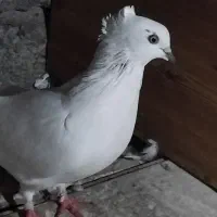 چند تا کبوتر پرشی