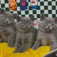 British Scottish|گربه|تهران, تهرانسر مرکزی|دیوار