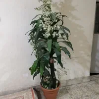 درختچه گل مصنوعی
