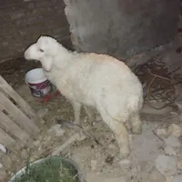 امیدیه فرهود آباد خیابان 16متری جفت حسینیه اهل بیت