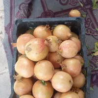 انار میخوش|خوردنی و آشامیدنی|حمیدیا, |دیوار