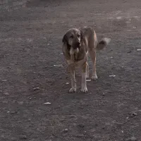 سگ پژدرماده