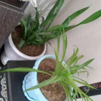 گل و گیاه