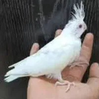 جوجه سر لاکی عروس هلندی