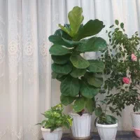 گل طبیعی زیبا با قد بیشتراز یه متر