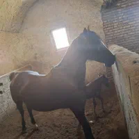 اسب مادیون ترکی