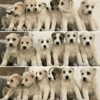 سگ آلابای روس 104