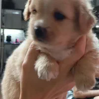 توله اشپیتز