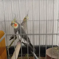 عروس هلندی مولد