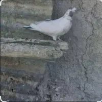 کبوتر.کفتر.پرنده