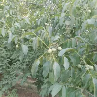 فروش گردو
