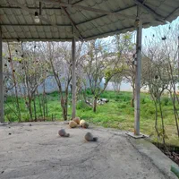 ویلای۶۵۰متری سندتکبرگ|فروش خانه و ویلا|هادی شهر, |دیوار