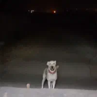 ماده خراسانی اصیل