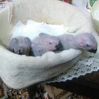 تخم نطفه دار پرنده طوطی کاسکو دم قرمز جهت جوجه کشی