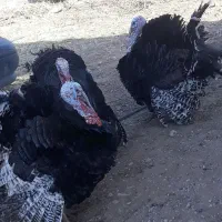 بوقلمون نر بوربون