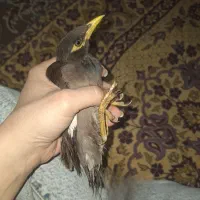 فروش جوجه ۴ ماهه مینا نر