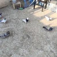 کفترطوقی 6عدد3نر3ماده