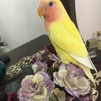 جوجه برزیلی دونخور فول دستی|پرنده|تهران, اقدسیه|دیوار