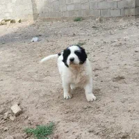 سگ گله ای قهدریجانی اصفهانی