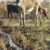 با سلام کره نر فروشی یک ساله قیمت توافقی|حیوانات مزرعه|گنبد کاووس, |دیوار